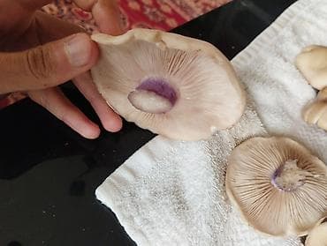 лису: Синеножки — свежесобранные лесные грибы. Описание: - Шляпки — 2