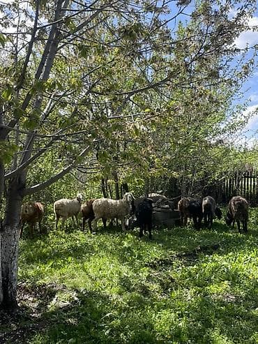 обмен на баран: Продаю | Овца (самка), Баран (самец) | Для разведения — 6