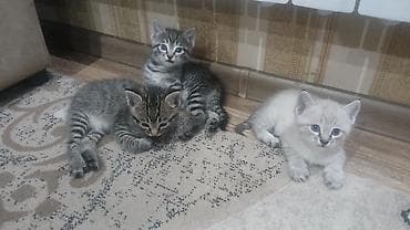 беременная кошка: Отдадим в хорошие руки — 1