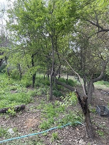 куры бройлеры: Дрова — 2