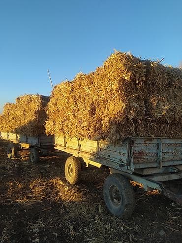 ячмень талбот: Бакал кукуруза — 1