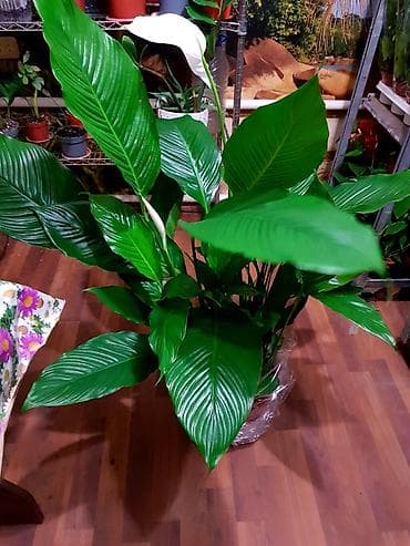 дорого: ДОРДОЙ БАЗАР. Цветочки на любой вкус и кошелек!!! Порадуйте себя и — 10