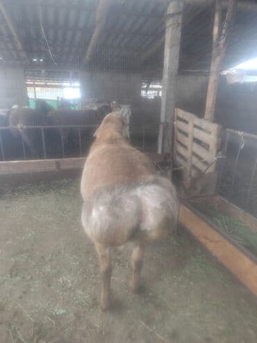 мальки рыб: Продаю | Баран (самец) | Для разведения — 2