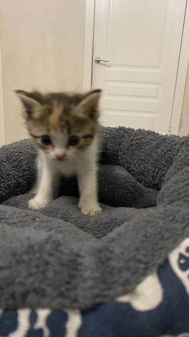 Ит бекер берем: Ургаачы — 1