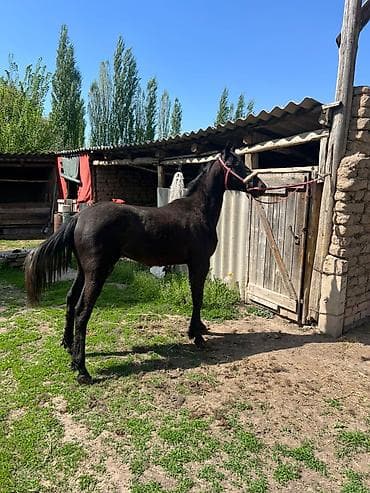 щенок чихуахуа купить: Продаю | Жеребец | Конный спорт — 4