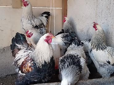 чк лошадь: Продаю | Куры, Петух | Брама | На забой, Для разведения — 6