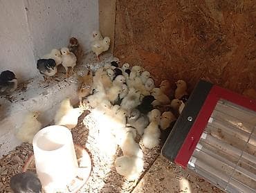 карликовой кури: Продаю | Цыплята | Несушки — 4