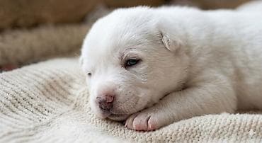 японская порода собак акита ину: Ищете надёжного охранника и верного друга для семьи? У нас есть — 5