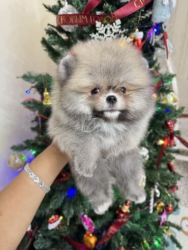 Шпиц, 1 месяц, Самец, С родословной