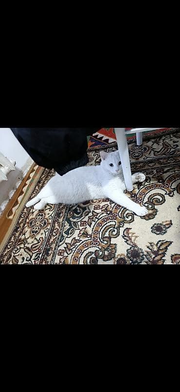 коша: Кошка даром: Беспородная, 2 года, Мальчик, С прививками — 2