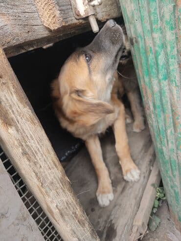 продажа щенков мопса: Щенков отдаю в хорошие руки с учётом фото отчет. даром — 3