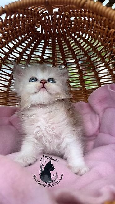 кошка черная: Британская короткошёрстная, 1 месяц, Мальчик, Серебристая шиншилла, Приучена к лотку — 2