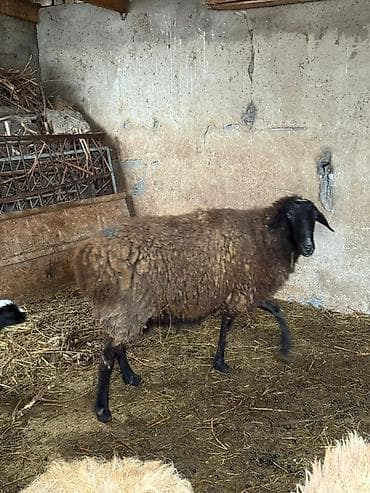 Кошки: Продаю | Овца (самка) | Романовская | Для разведения | Матка — 2