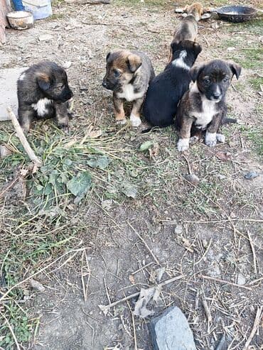 чихуахуа цены: Щенки метисы среднего размера. Будут хорошие охранники - На фото — — 1