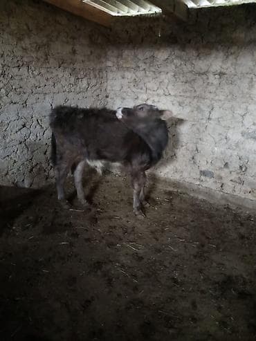 Үй жаныбарлары үчүн товарлар: Сатам | Бука (эркек) | Бордоп семиртүү үчүн — 2