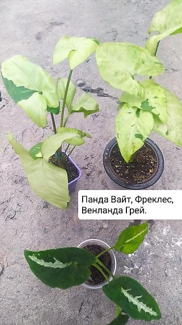 продаю птиц: Продаю цветы — 2
