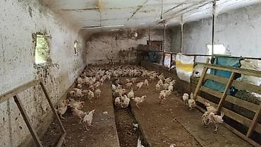 жаны уйлор: Сатам | Тооктор | Бройлер | Союуга — 2