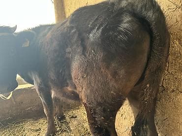 продаётся собака: Продаю | Тёлка | На откорм | Привязанные — 3