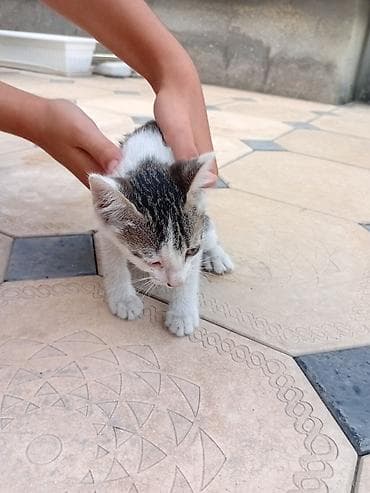 собака бордер коли: Котята — 3 малыша, и Мама короткошёрстные. Описание: - Возраст — 2