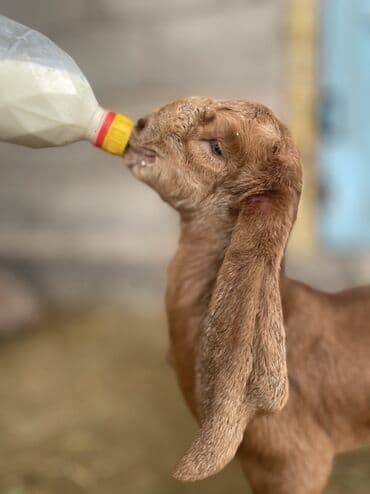 Эчкилер, текелер: Сатам | Улак | Нубий | Көбөйтүү үчүн — 4