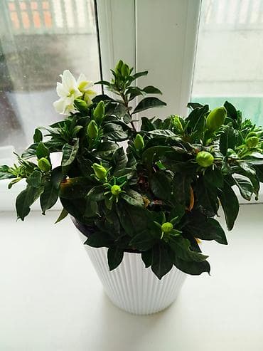 садовый вар: Гардения жасминовидная в горшке - Ароматное комнатное растение с — 3