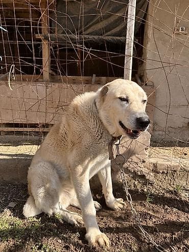 собака той терьер: Собака крупной породы, светлого палевого окраса с густой шерстью. 2 — 4