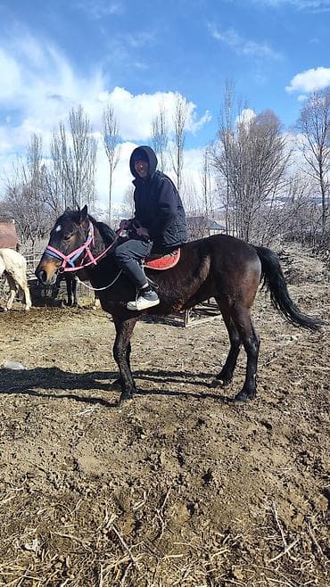 бричка для лошадей: Продаю | Жеребенок | Рабочий — 6