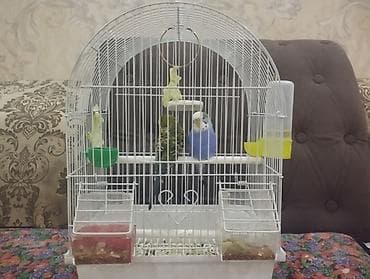 хомяки с клеткой: Волнистые попугаи синяя самка зелёный самец- каждая по 1000 сом оба — 1