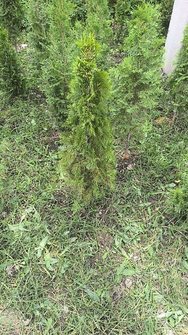 колоновидные саженцы: Саженцы деревьев: Туи — 6