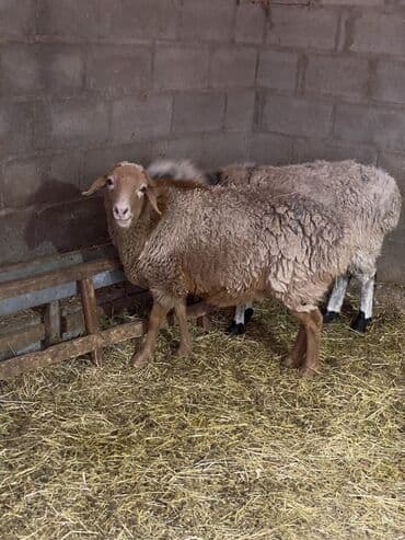 собака бульдок: Продаю | Овца (самка) | Для разведения | Матка — 2