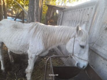 сухопутная черепаха домашняя купить: Сатам | Бээ (ургаачы) — 1