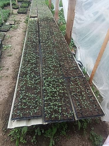 прозрачная кровля для навеса: Рассада Самовывоз — 3