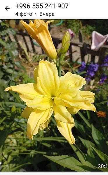 Лилейники (Hemerocallis) и декоративные многолетники для сада. -
