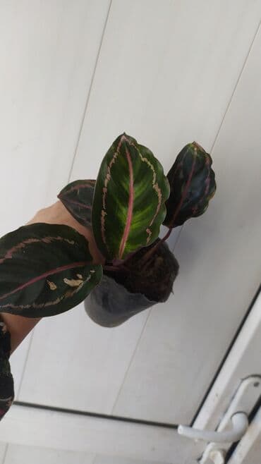 растения аквариумные купить: Другие комнатные растения — 8