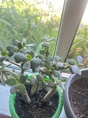 баа: 🪴 Комнатные растения по доступным ценам! 🌿 Цены — от 200 до 800 сом — 8
