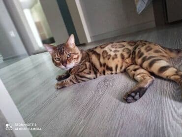 нашёл документы: Потерялся котик, домашний чистый, его очень ждут дома, пожалуйста если — 3
