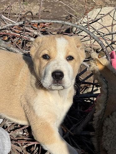 Аквариумдар: Алабай
Дата рождения: 21.12.2025 — 7