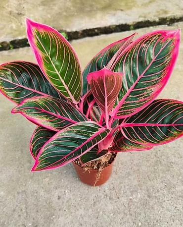 гаршок для цветы: Комнатные растения — подборка декоративных видов в горшках 1) — 7