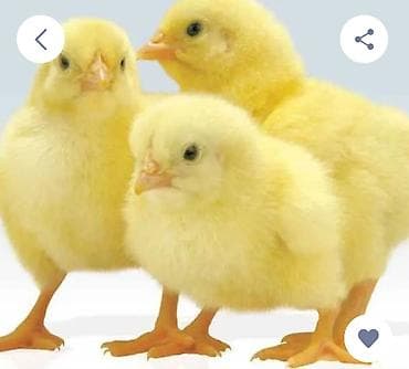 козу цена: Продаю | Цыплята | Бройлерная | На забой — 1