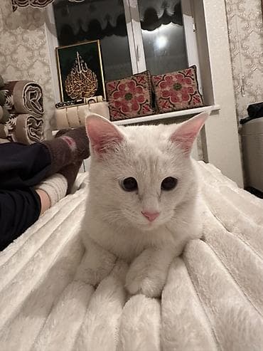 Отдам даром кошку: Кошка даром: Беспородная, 8 месяцев, Девочка, Приучена к лотку — 4