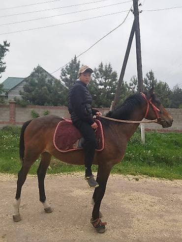 породистый конь: Продаю | Жеребец | Английская | Конный спорт — 3