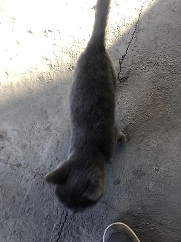 Мышык кууту: Мышык бекер берилет: Породасыз, Ургаачы — 3