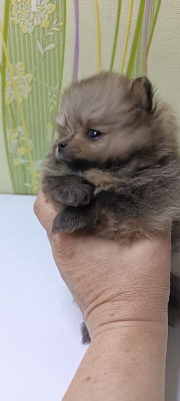 куплю йоркширского терьера: Шпиц, 1 месяц, Самец — 5