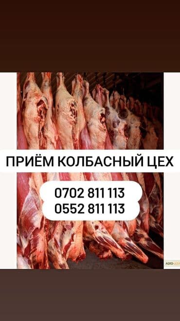 Куплю | Лошади, кони | Любое состояние, На забой, на мясо at lalafo.kg Куплю | Лошади, кони | Любое состояние, На забой, на мясо