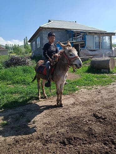 Үй жаныбарлары: Осёл с упряжью для верховой езды - Аккуратный, компактный осёл — 4