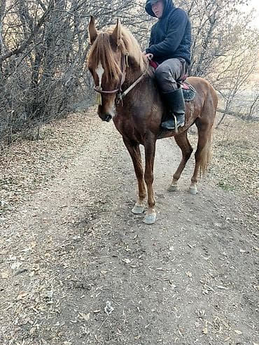 пудель карликовый: Продаю | Жеребенок | Рабочий — 2