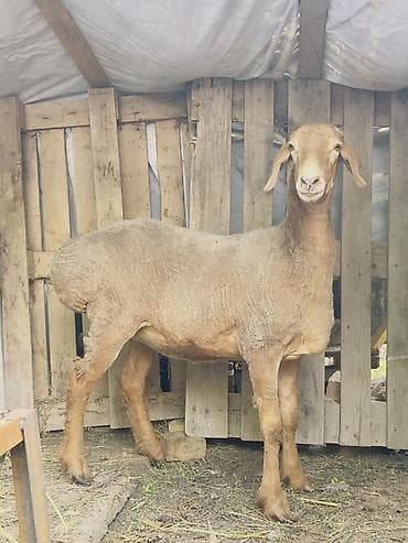 Продаю | Овца (самка), Ягненок | Полукровка, Арашан | Для разведения | Ярка