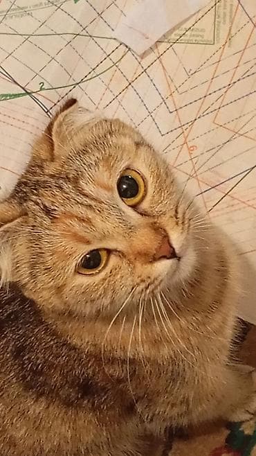 Кошки: Милые котята, помёт из трёх малышей: - Окрас: тигровый (черепаховый — 4