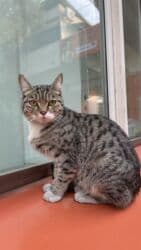 продажа щенков немецкой овчарки с документами в бишкеке: МАЛЫШИ НА УЛИЦЕ! Котята в добрые руки, находятся сейчас на улице! — 5