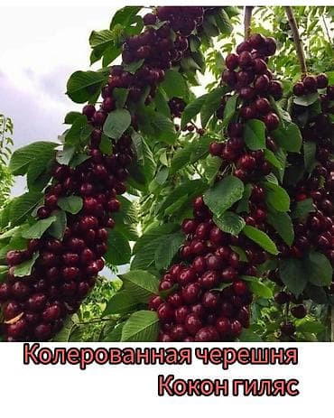 кызыл алма: Саженцы плодовых культур (разные сорта) оптом и в розницу. Успейте — 1